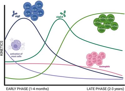 Mast Cell Desensitization in Allergen Immunotherapy